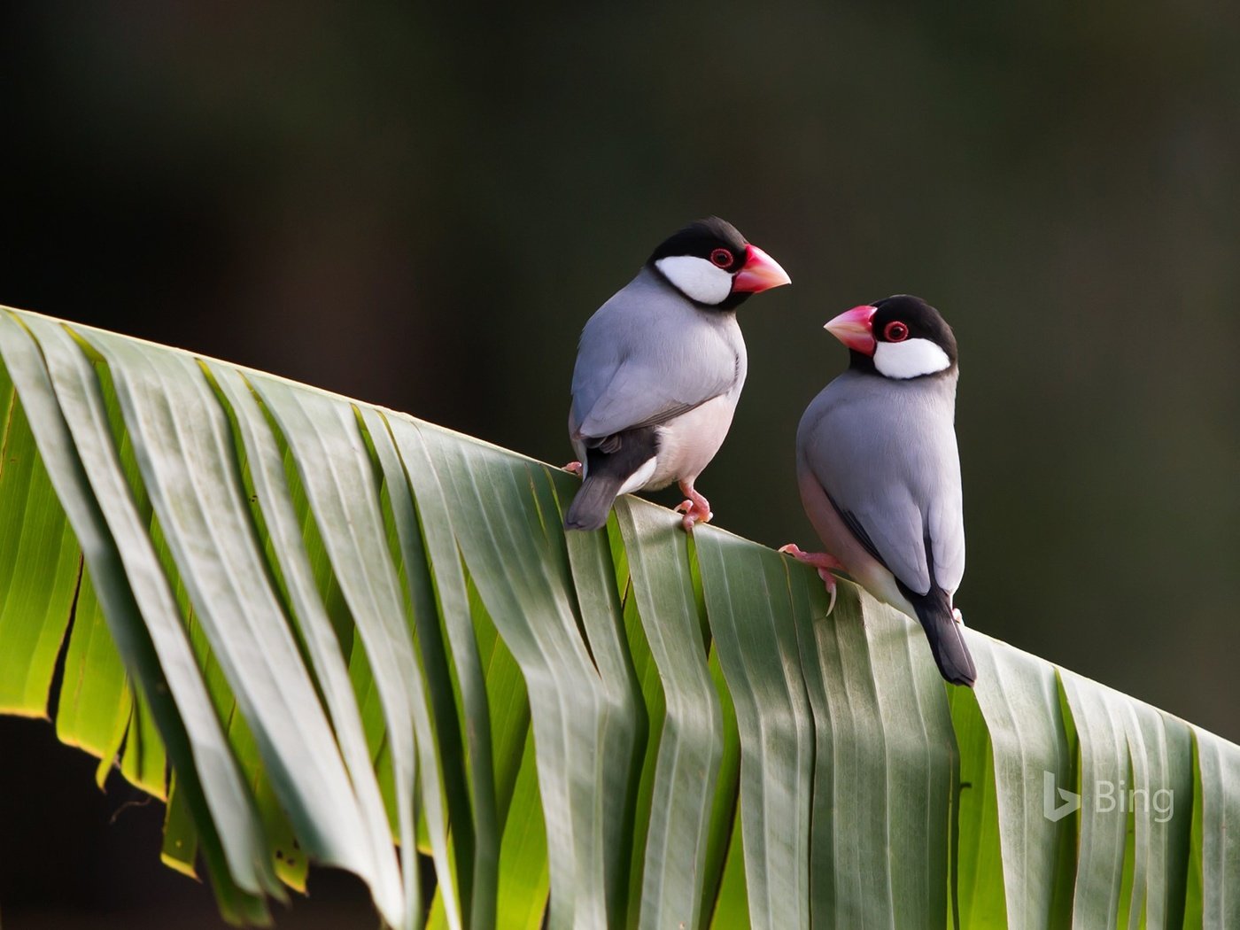 Обои птицы, клюв, перья, рисовка, java sparrow, яванский воробей, амадина, амадин, birds, beak, feathers, panache, the java sparrow, amadina, finches разрешение 1920x1200 Загрузить