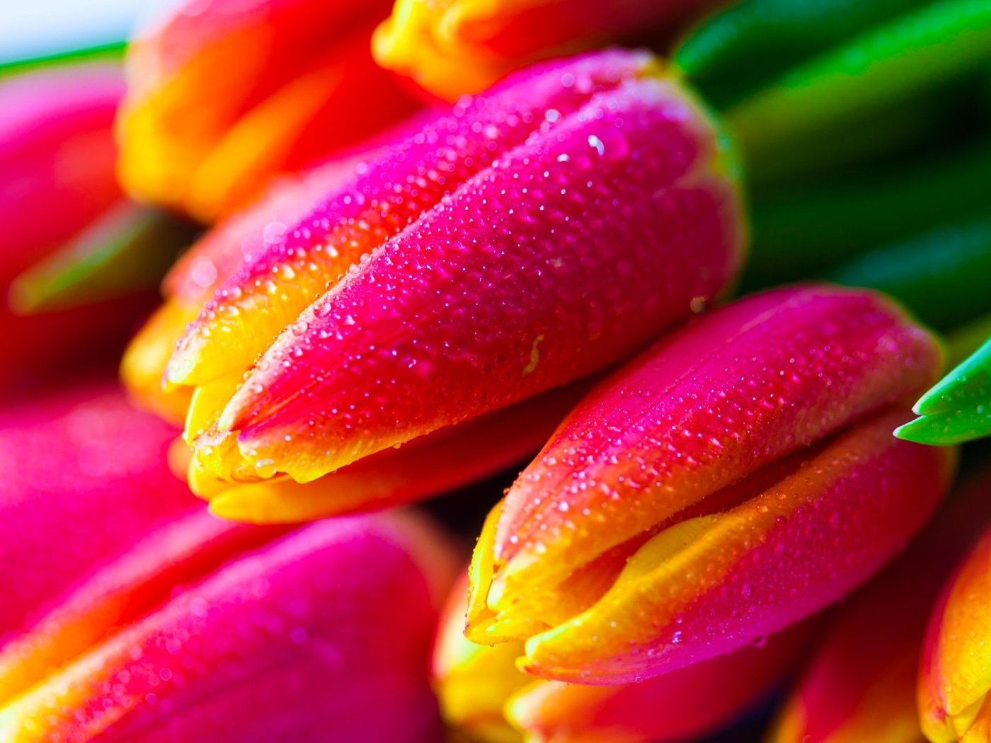 Обои цветы, бутоны, капли, тюльпаны, flowers, buds, drops, tulips разрешение 1920x1080 Загрузить