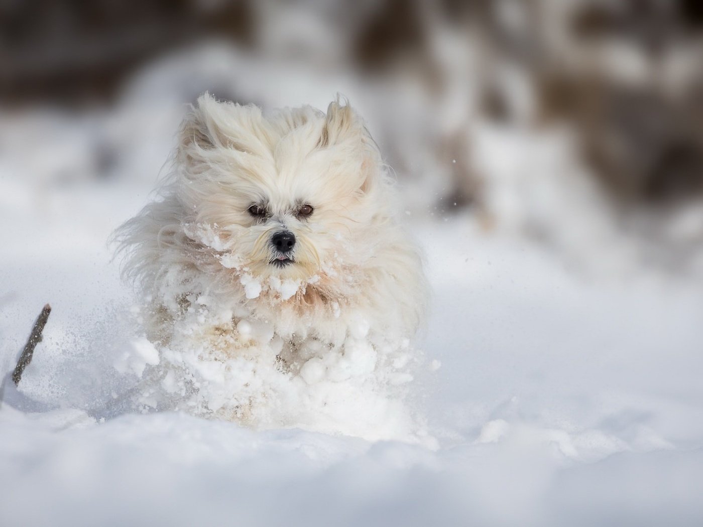 Обои снег, зима, собака, болонка, snow, winter, dog, lapdog разрешение 1920x1080 Загрузить