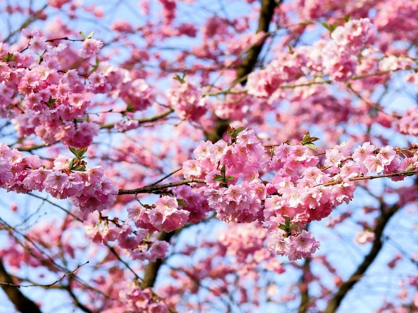 Обои небо, цветы, природа, цветение, ветки, весна, вишня, сакура, the sky, flowers, nature, flowering, branches, spring, cherry, sakura разрешение 2225x1148 Загрузить