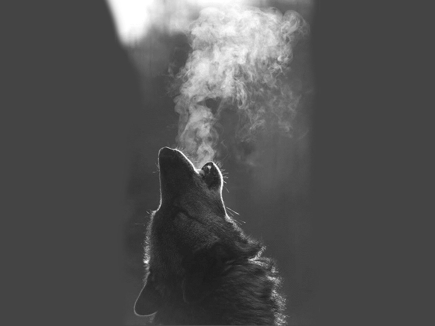 Обои морда, чёрно-белое, хищник, волк, face, black and white, predator, wolf разрешение 1920x1200 Загрузить