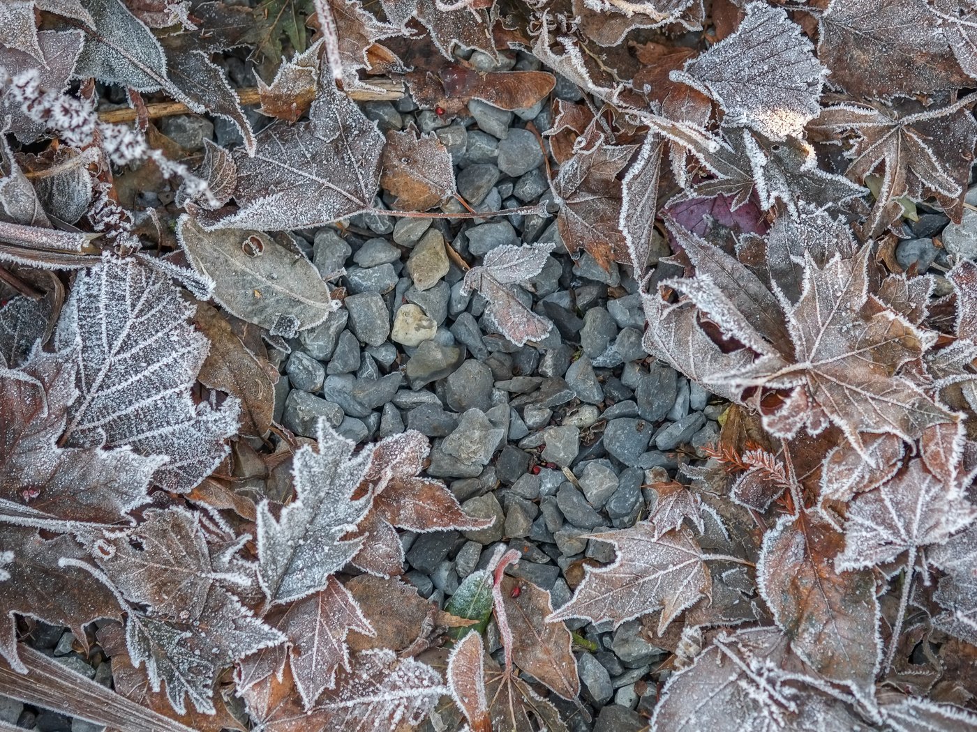 Обои камни, листья, иней, осень, stones, leaves, frost, autumn разрешение 4896x3264 Загрузить