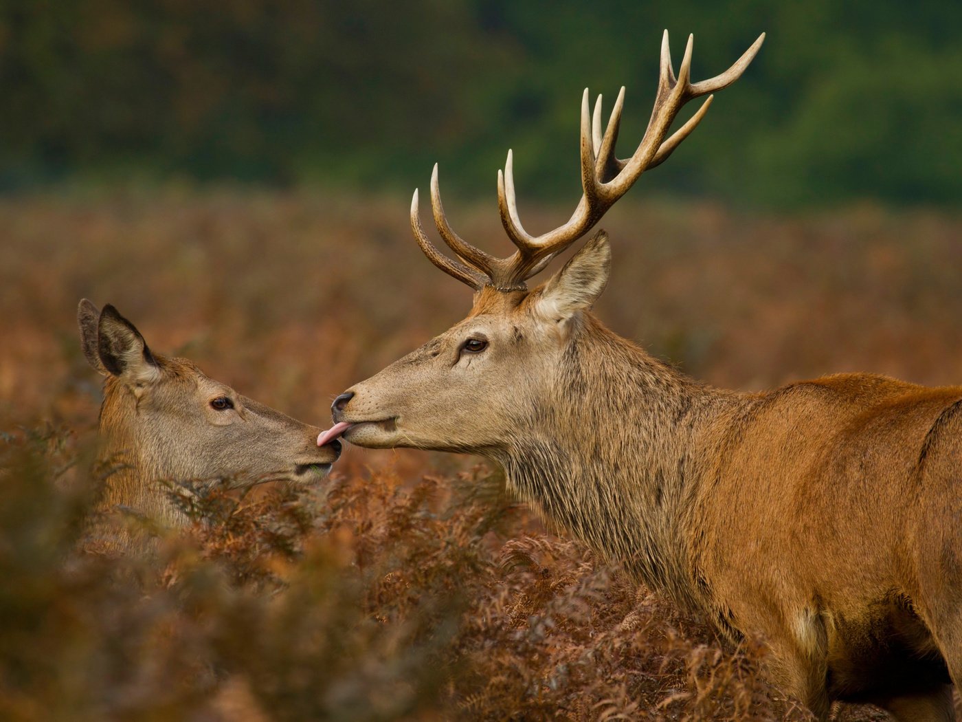 Обои растения, рога, олени, язык, поцелуй, дикая природа, plants, horns, deer, language, kiss, wildlife разрешение 2500x1667 Загрузить