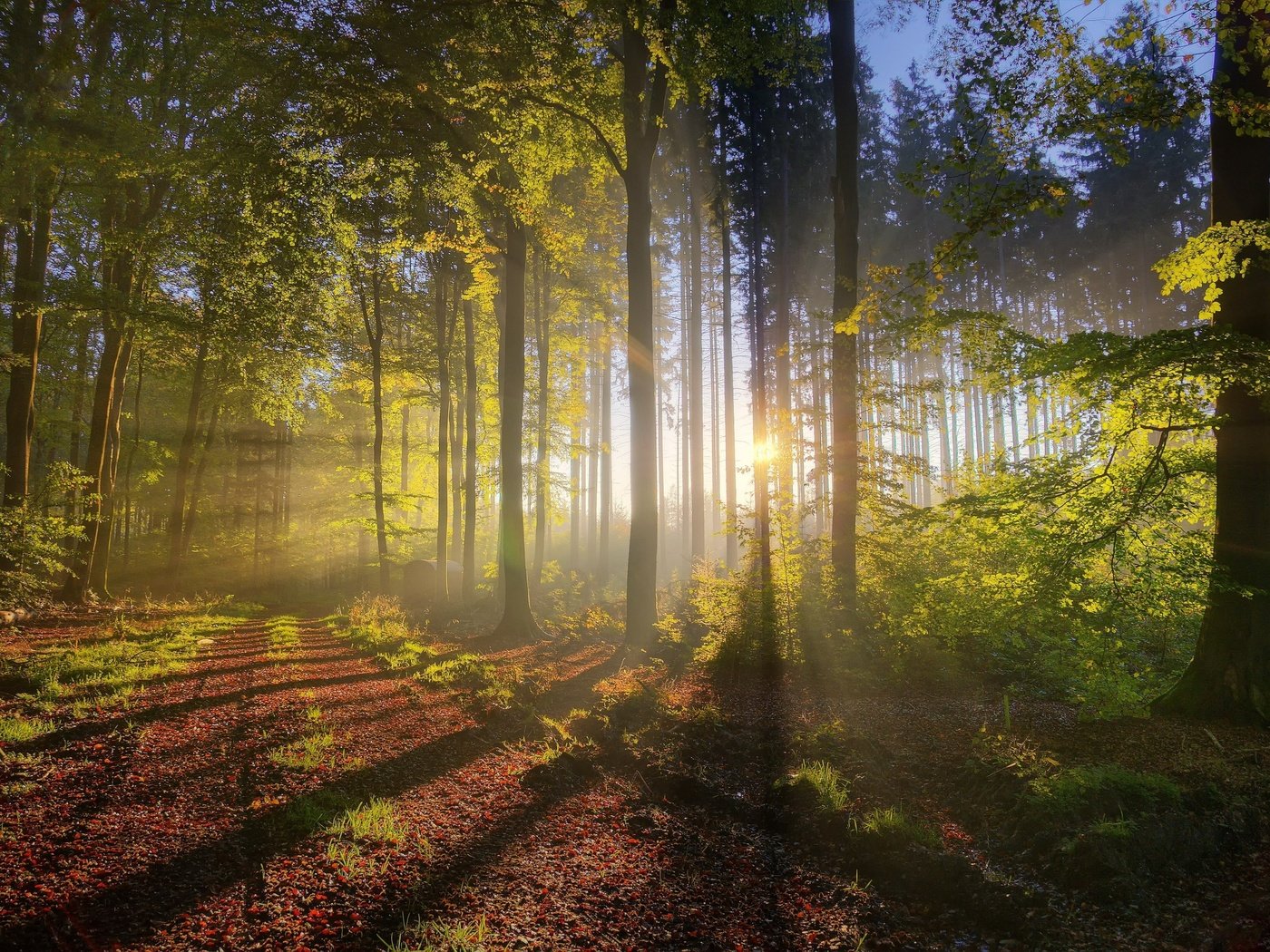 Обои деревья, природа, лес, утро, туман, солнечные лучи, trees, nature, forest, morning, fog, the sun's rays разрешение 4000x2656 Загрузить