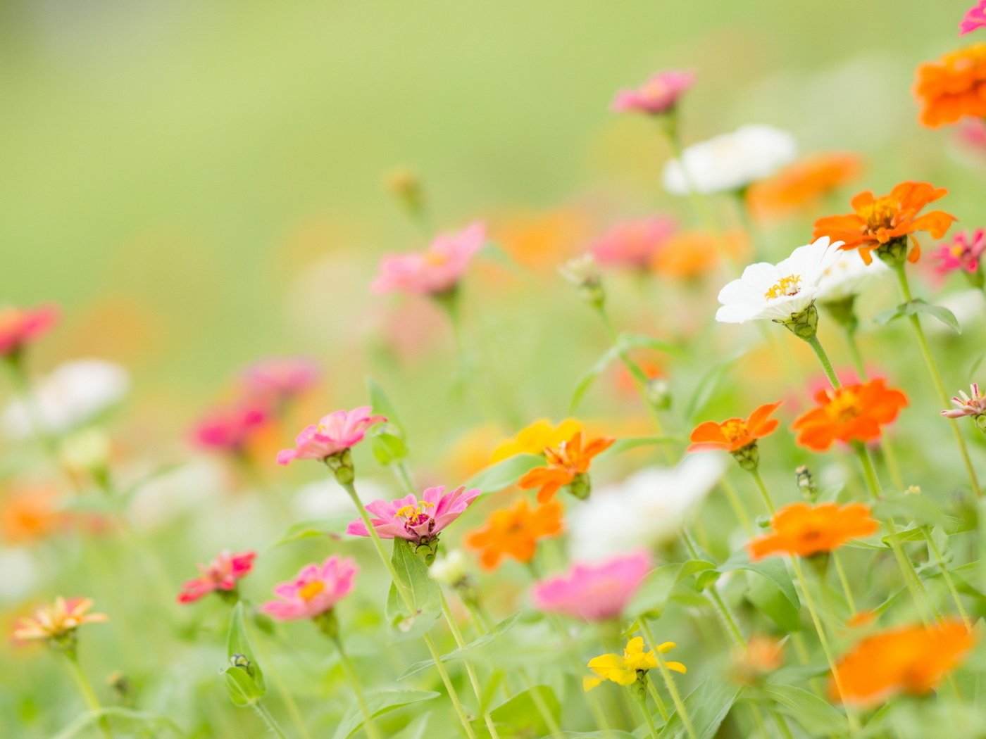 Обои цветы, лепестки, стебли, циния, цинии, flowers, petals, stems, tsiniya, zinnia разрешение 1920x1200 Загрузить