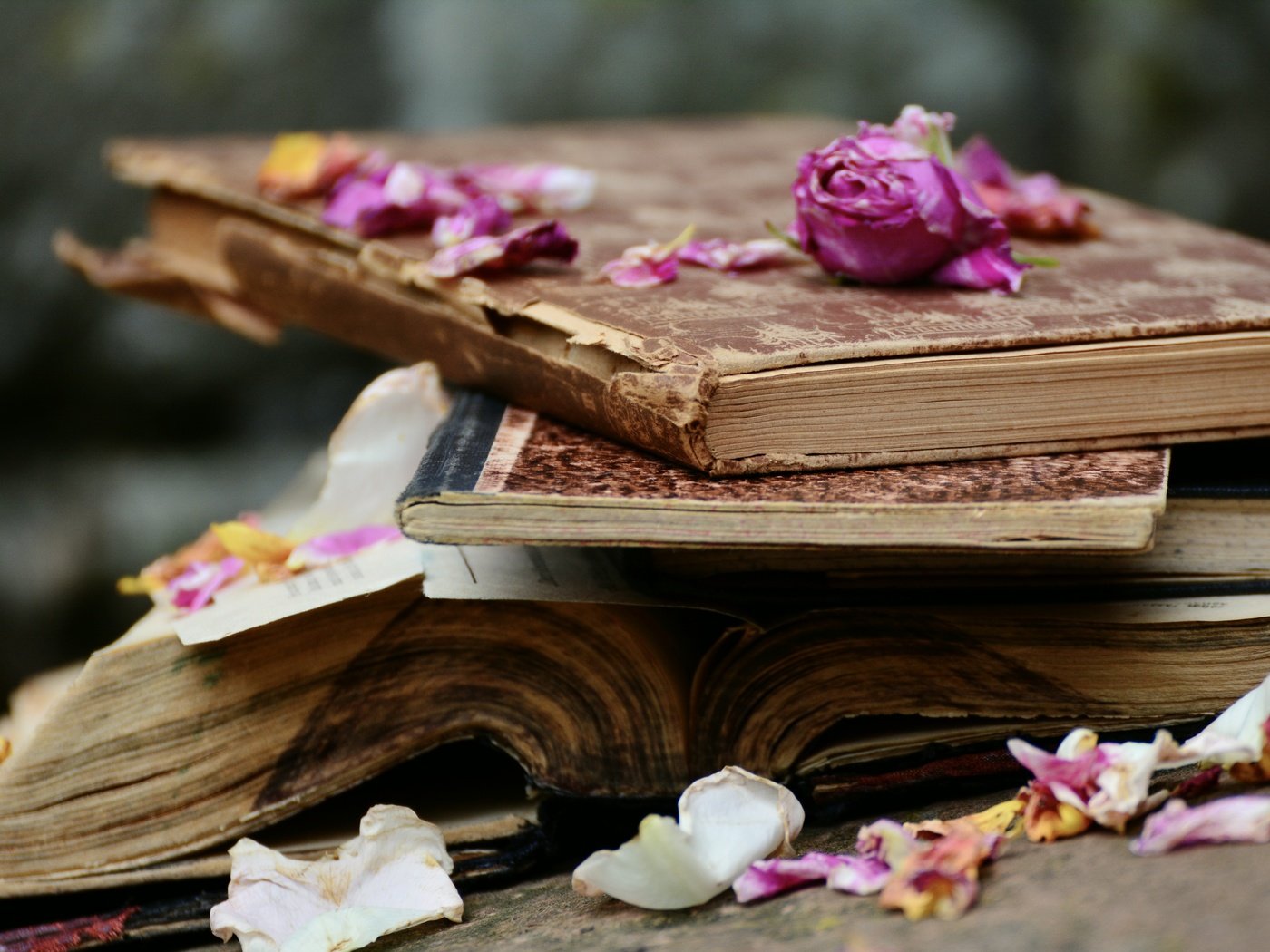 Обои цветы, розы, лепестки, книги, стопка, страницы, flowers, roses, petals, books, stack, page разрешение 6000x4000 Загрузить