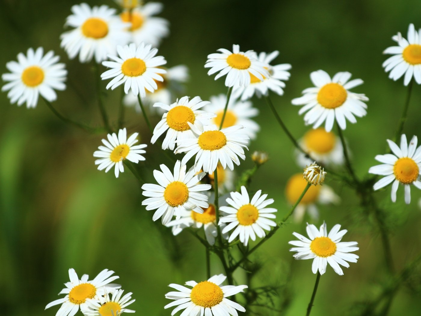 Обои цветы, зелень, лето, лепестки, ромашки, белые, flowers, greens, summer, petals, chamomile, white разрешение 1920x1280 Загрузить