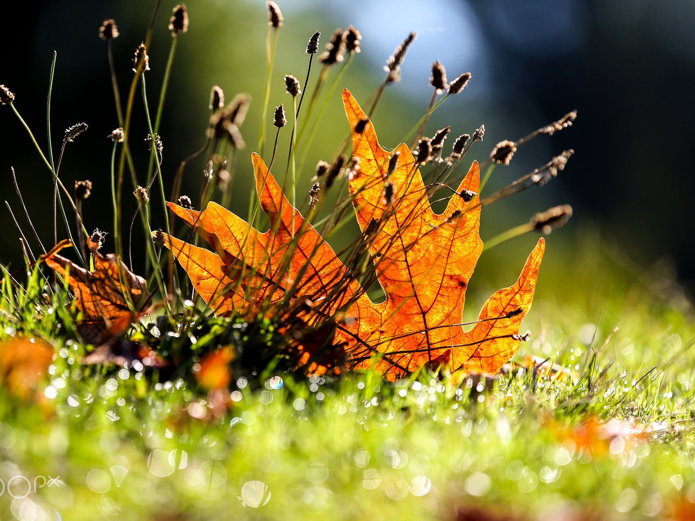 Обои трава, листья, макро, осень, grass, leaves, macro, autumn разрешение 1920x1200 Загрузить