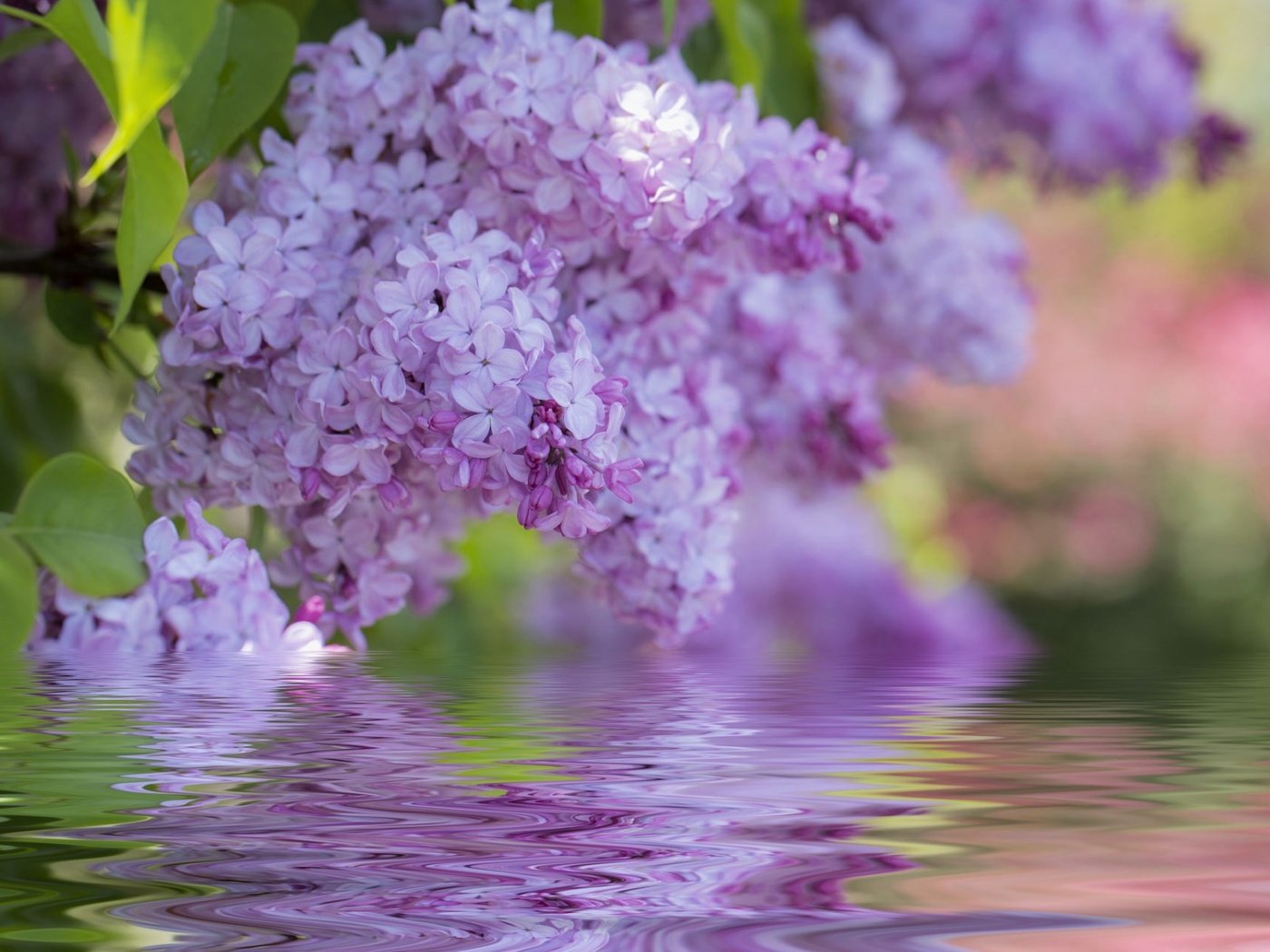 Обои цветы, цветение, весна, сирень, flowers, flowering, spring, lilac разрешение 1920x1200 Загрузить