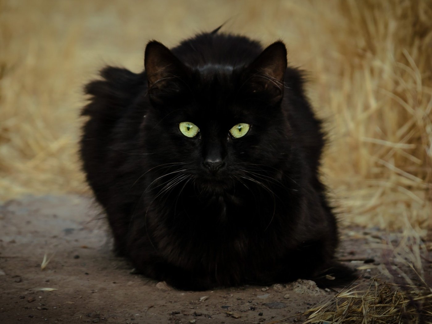 Обои глаза, фон, кот, усы, кошка, взгляд, черный, eyes, background, cat, mustache, look, black разрешение 1920x1200 Загрузить