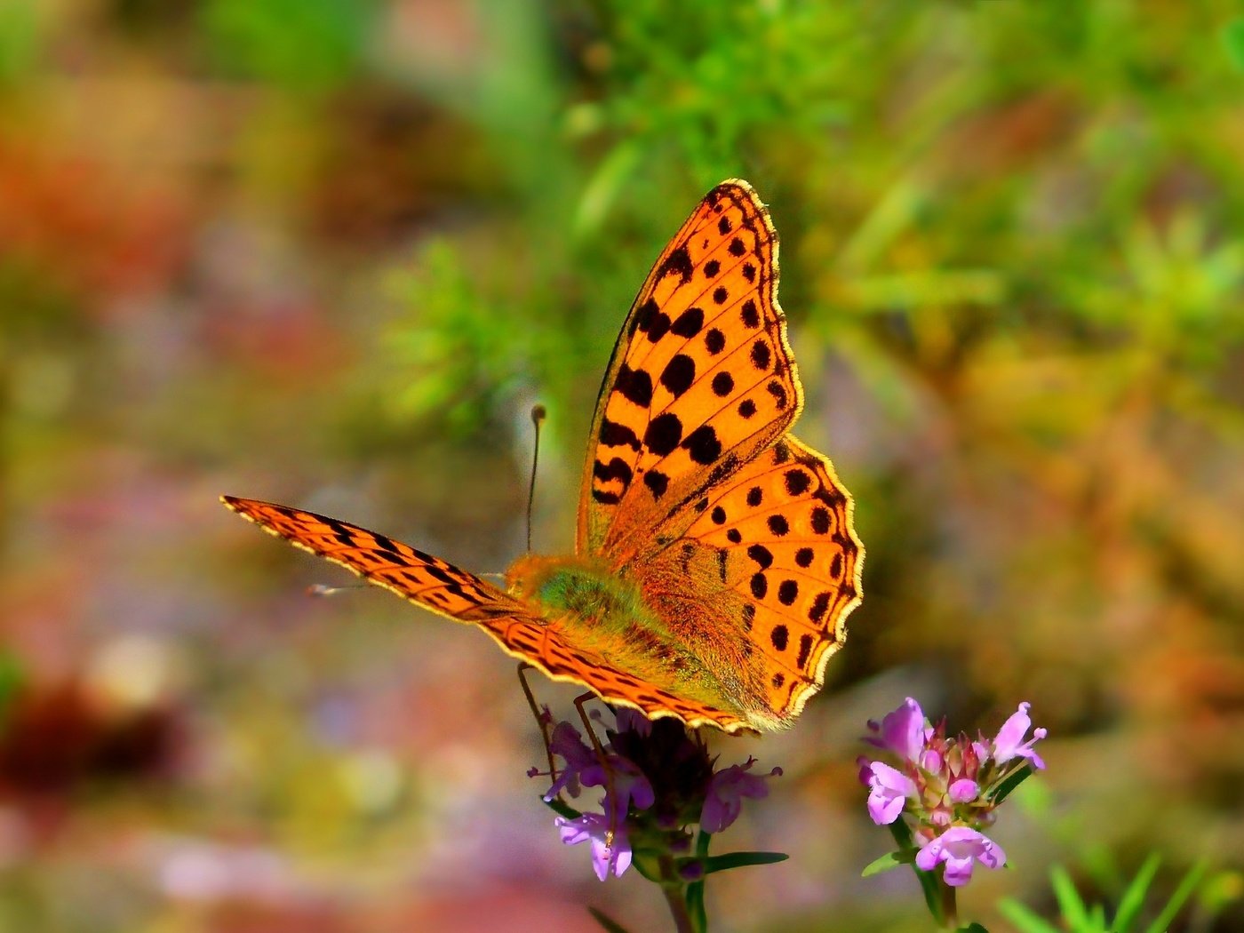 Обои цветы, природа, насекомое, бабочка, крылья, flowers, nature, insect, butterfly, wings разрешение 2723x1756 Загрузить