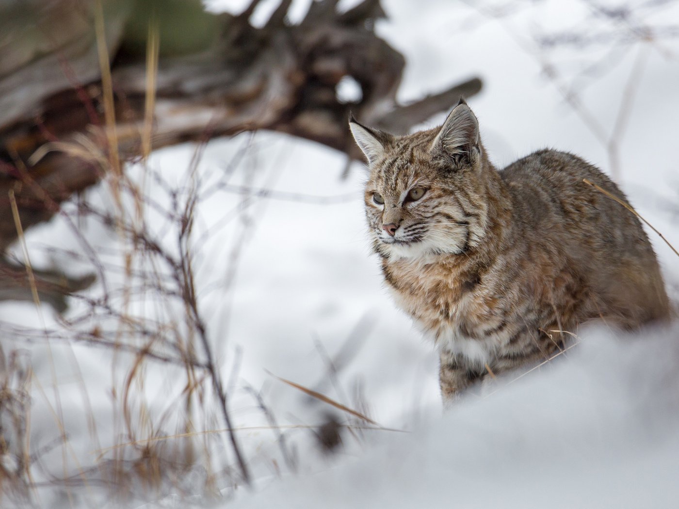 Обои зима, рысь, хищник, большая кошка, winter, lynx, predator, big cat разрешение 2880x1800 Загрузить