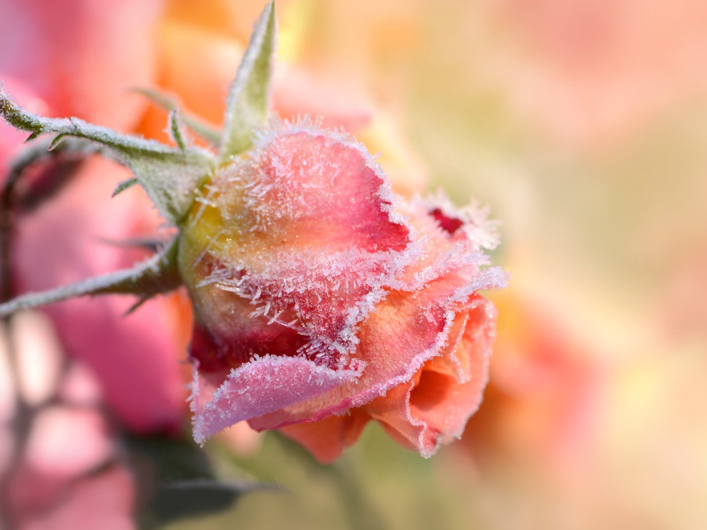 Обои цветок, иней, роза, размытость, бутон, flower, frost, rose, blur, bud разрешение 1920x1200 Загрузить