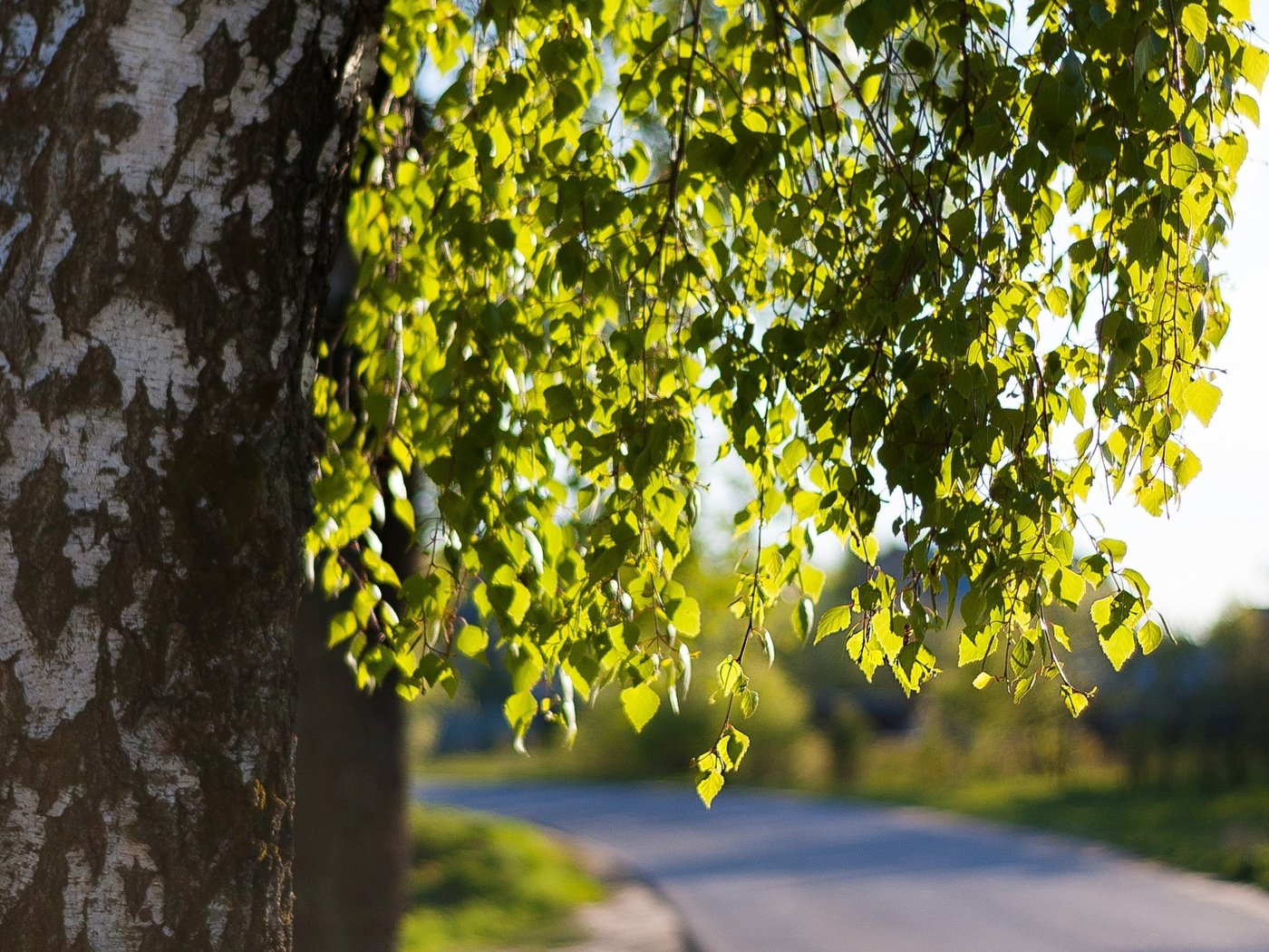 Обои дорога, дерево, листья, ветки, весна, береза, road, tree, leaves, branches, spring, birch разрешение 2880x1800 Загрузить