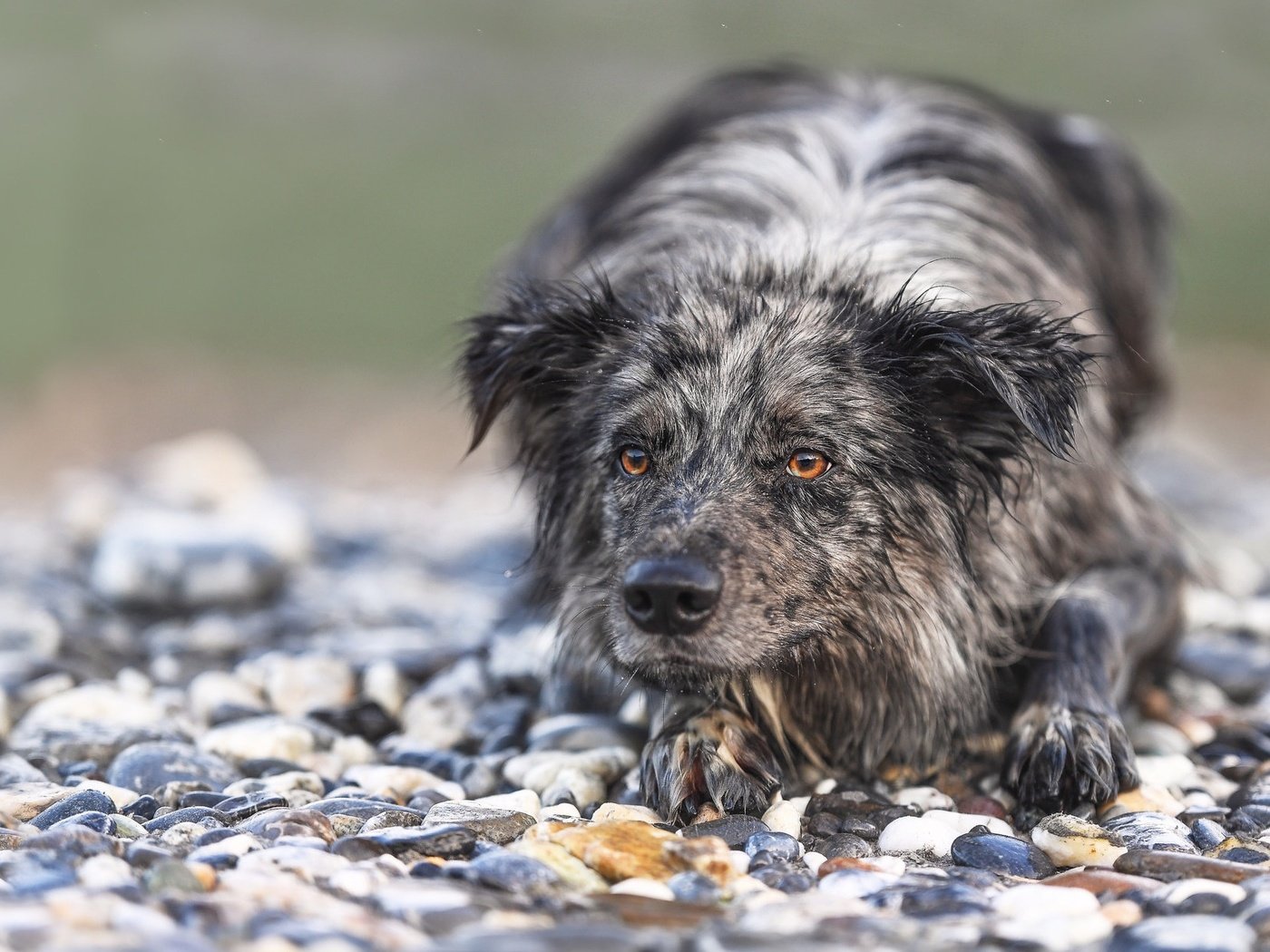 Обои камни, мордочка, взгляд, собака, бордер-колли, stones, muzzle, look, dog, the border collie разрешение 1975x1236 Загрузить