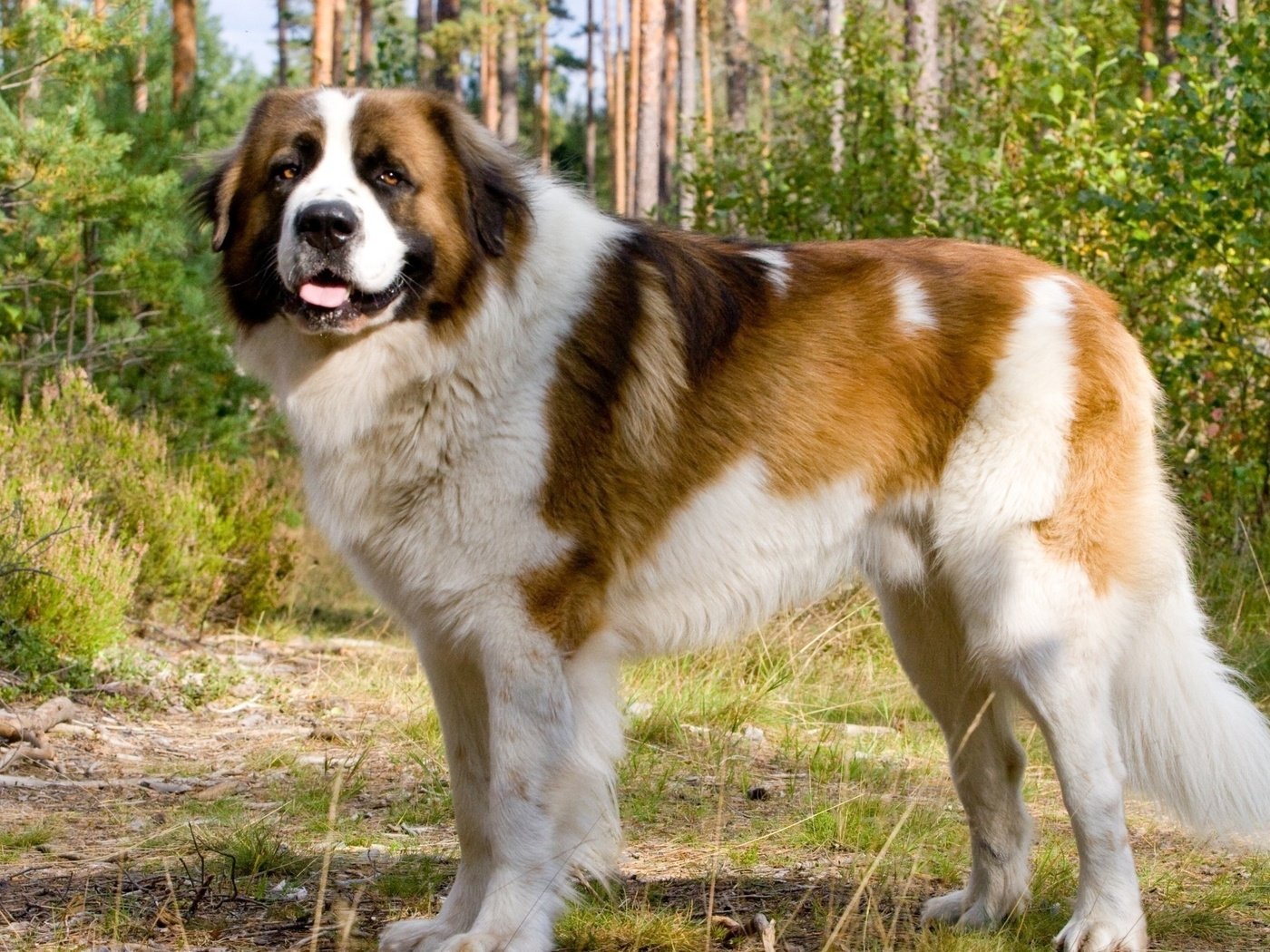 московская сторожевая собака фото характеристика