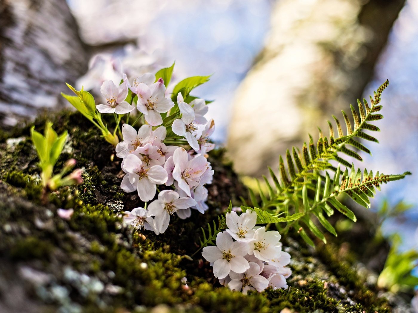 Обои цветение, макро, весна, вишня, папоротник, цветки, flowering, macro, spring, cherry, fern, flowers разрешение 2048x1367 Загрузить