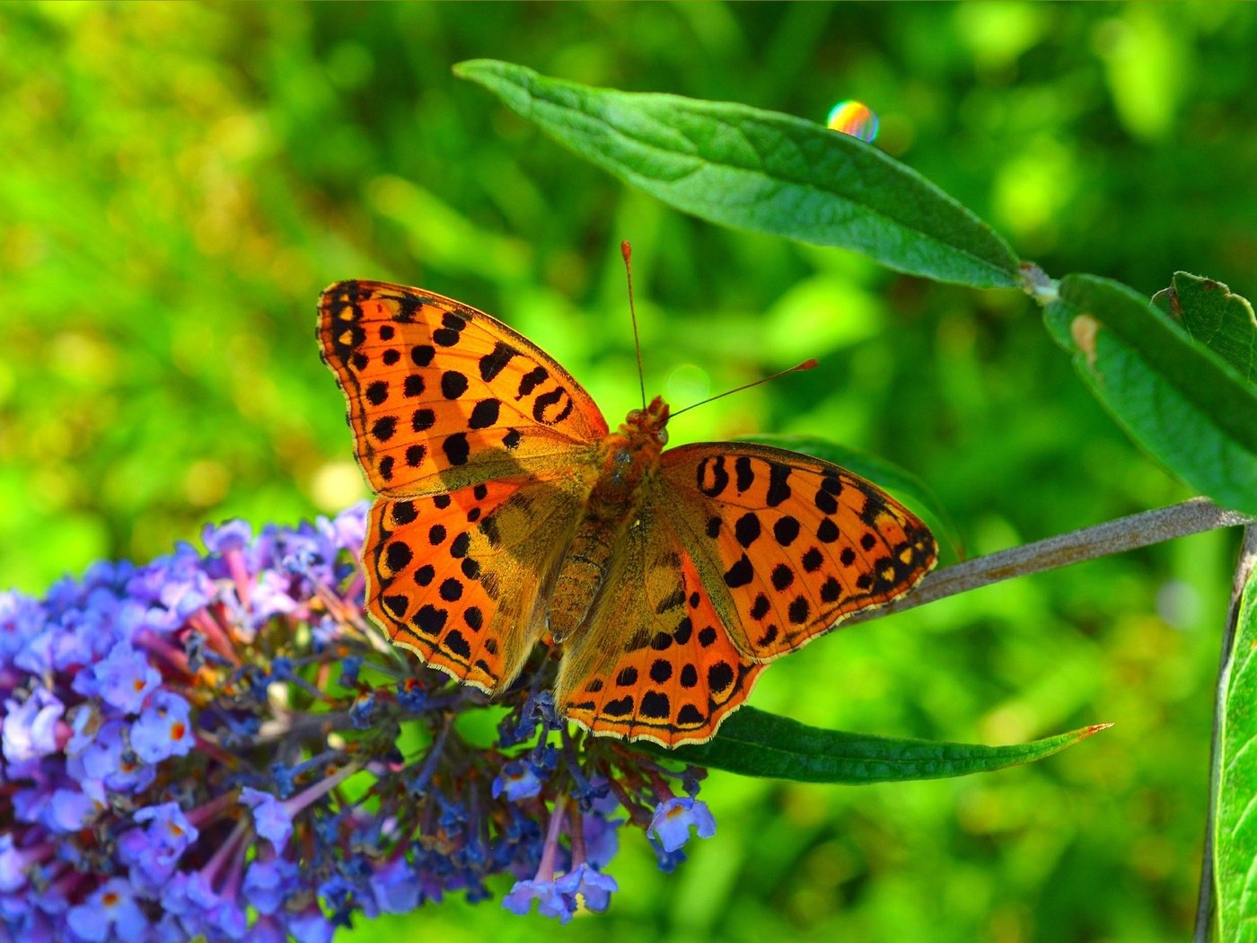 Обои насекомое, цветок, бабочка, крылья, размытость, весна, insect, flower, butterfly, wings, blur, spring разрешение 3002x1855 Загрузить