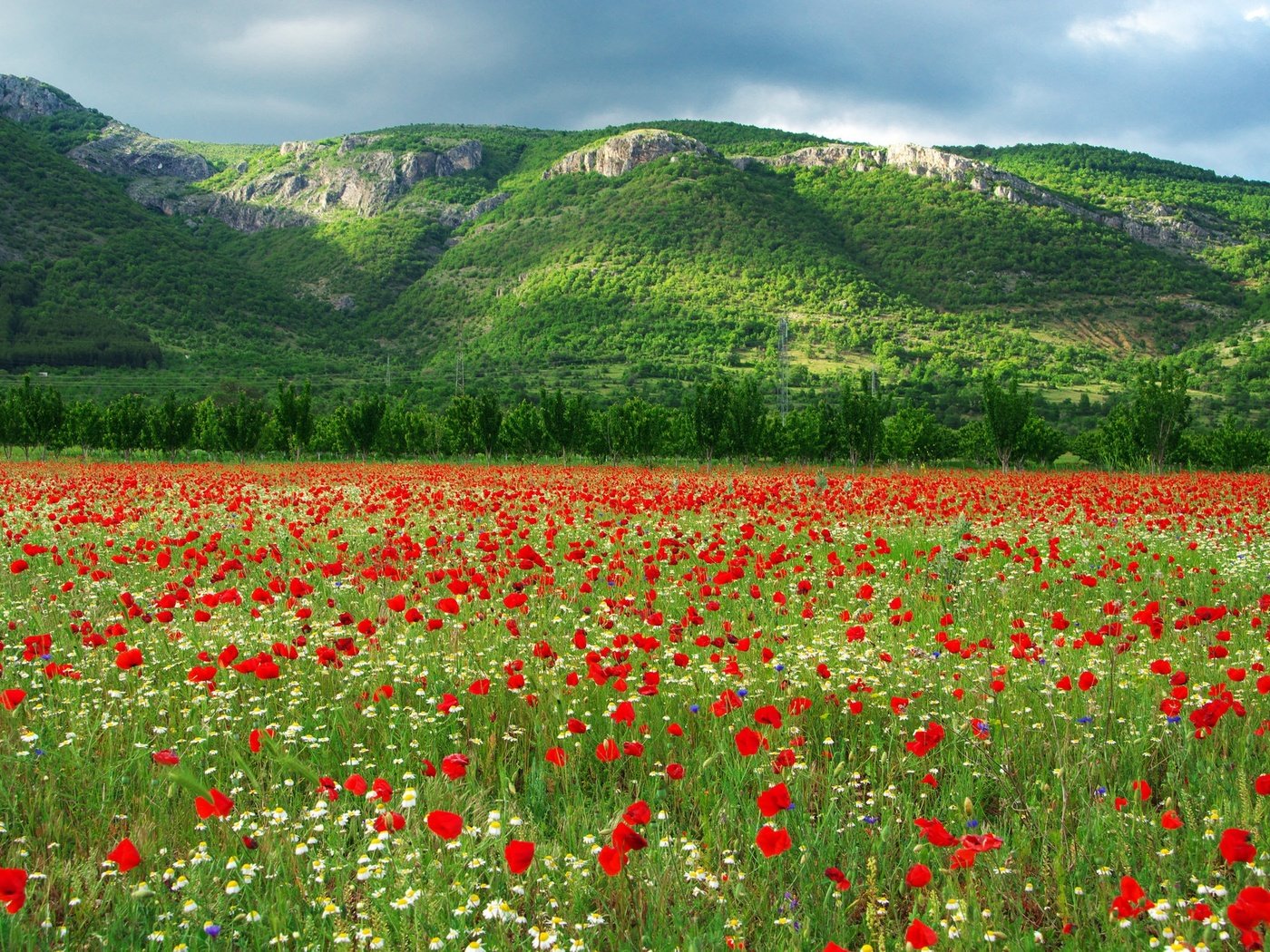 Обои цветы, болгария, горы, холмы, природа, цветение, маки, луг, ромашки, flowers, bulgaria, mountains, hills, nature, flowering, maki, meadow, chamomile разрешение 2048x1362 Загрузить