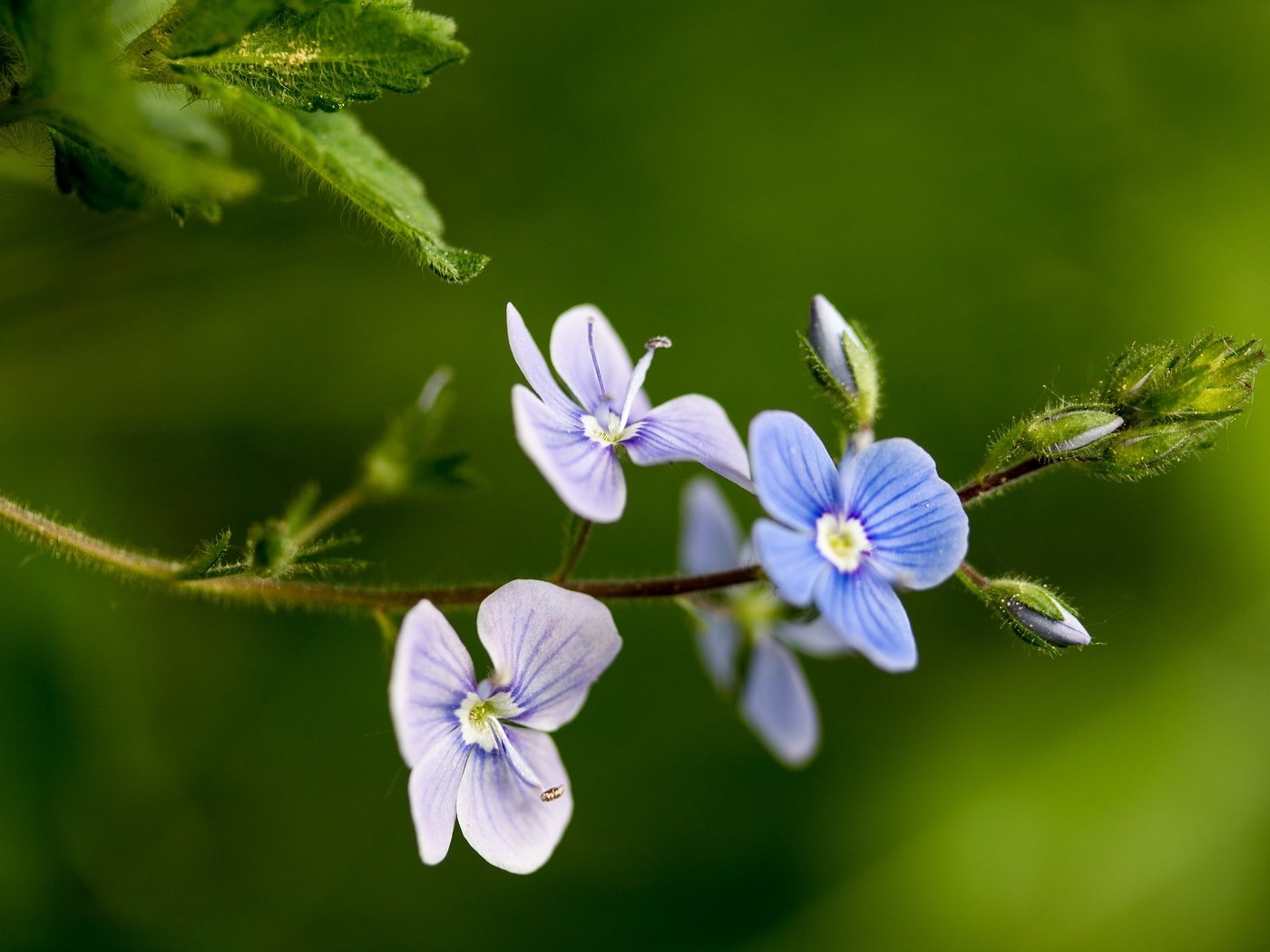 Обои цветы, макро, фон, лепестки, стебель, вероника, flowers, macro, background, petals, stem, veronica разрешение 2048x1365 Загрузить