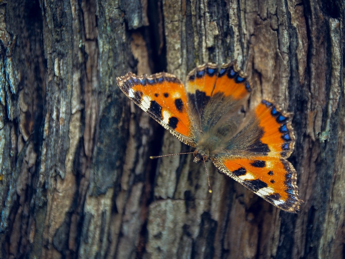 Обои дерево, насекомое, бабочка, крылья, кора, tree, insect, butterfly, wings, bark разрешение 2501x1563 Загрузить