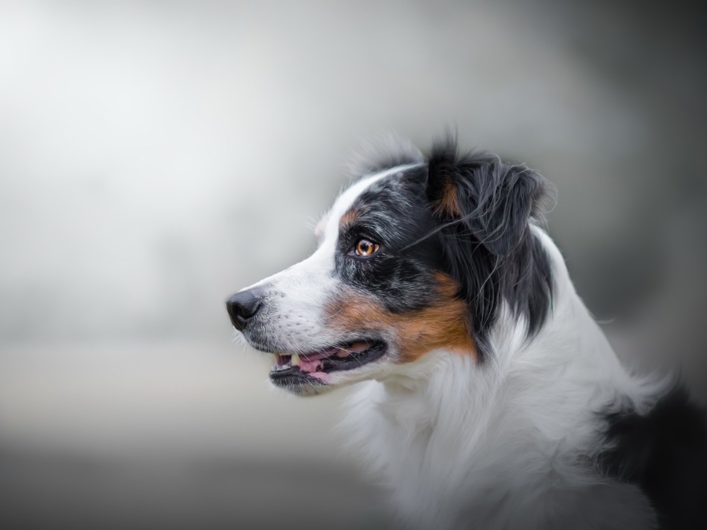 Обои фон, взгляд, собака, австралийская овчарка, background, look, dog, australian shepherd разрешение 2560x1636 Загрузить