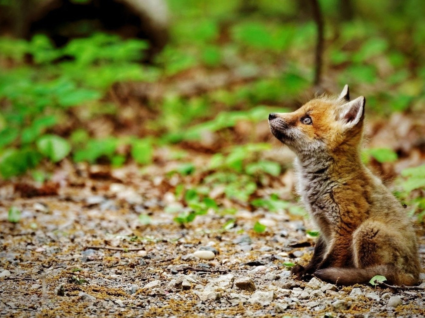 Обои природа, мордочка, взгляд, лиса, лисица, лисенок, nature, muzzle, look, fox разрешение 1920x1080 Загрузить
