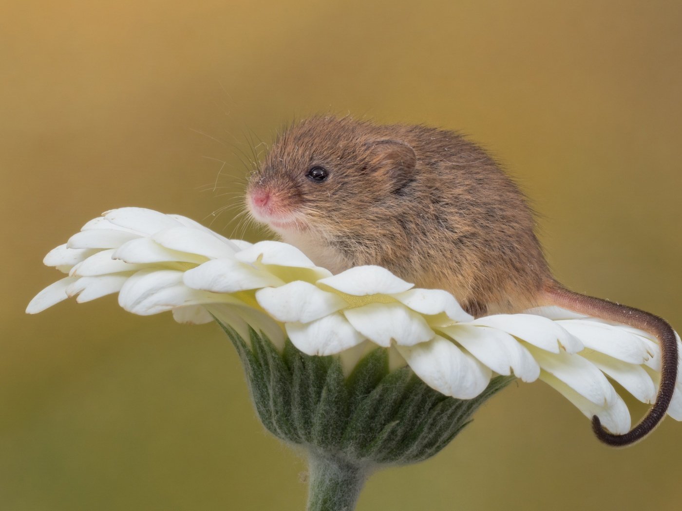 Обои макро, фон, цветок, мышь, мышка, гербера, грызун, мышь-малютка, macro, background, flower, mouse, gerbera, rodent, the mouse is tiny разрешение 3600x2252 Загрузить