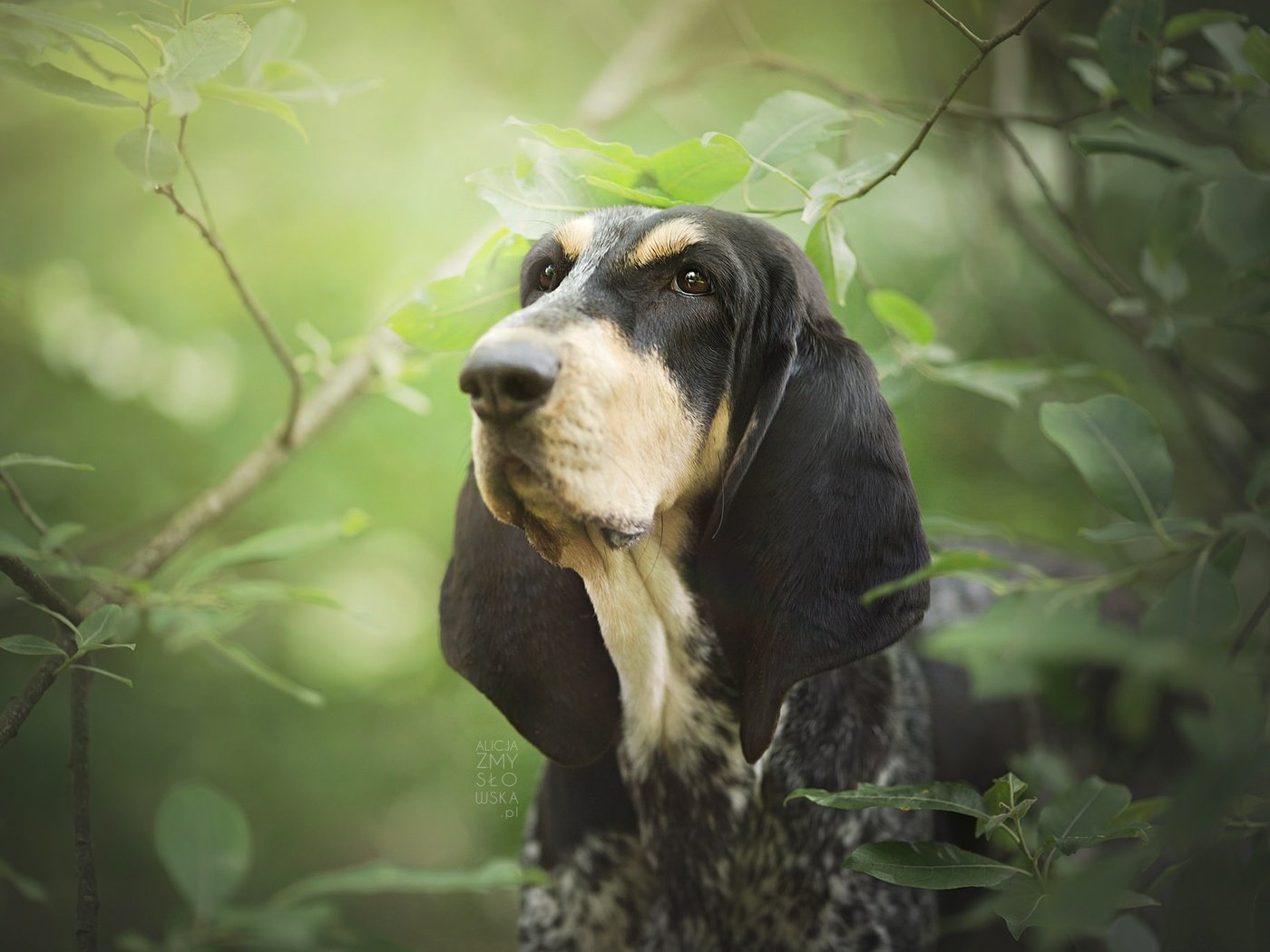 Обои морда, листья, ветки, собака, бассет, бассет-хаунд, face, leaves, branches, dog, bassett, the basset hound разрешение 2048x1365 Загрузить