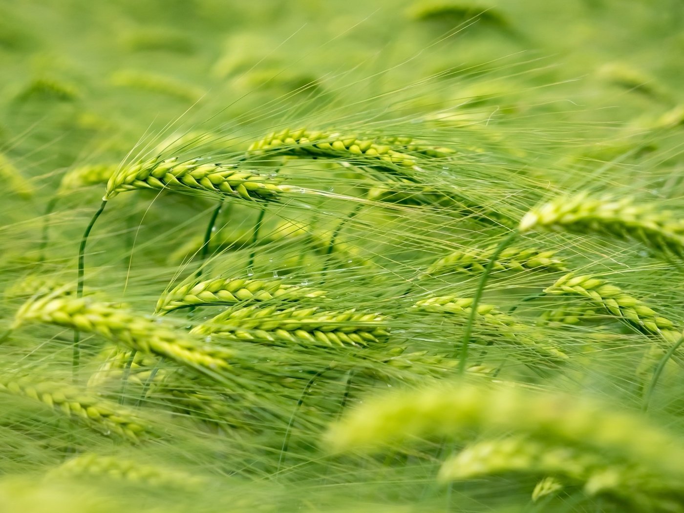 Обои природа, макро, лето, колосья, пшеница, ветер, растение, nature, macro, summer, ears, wheat, the wind, plant разрешение 2048x1365 Загрузить