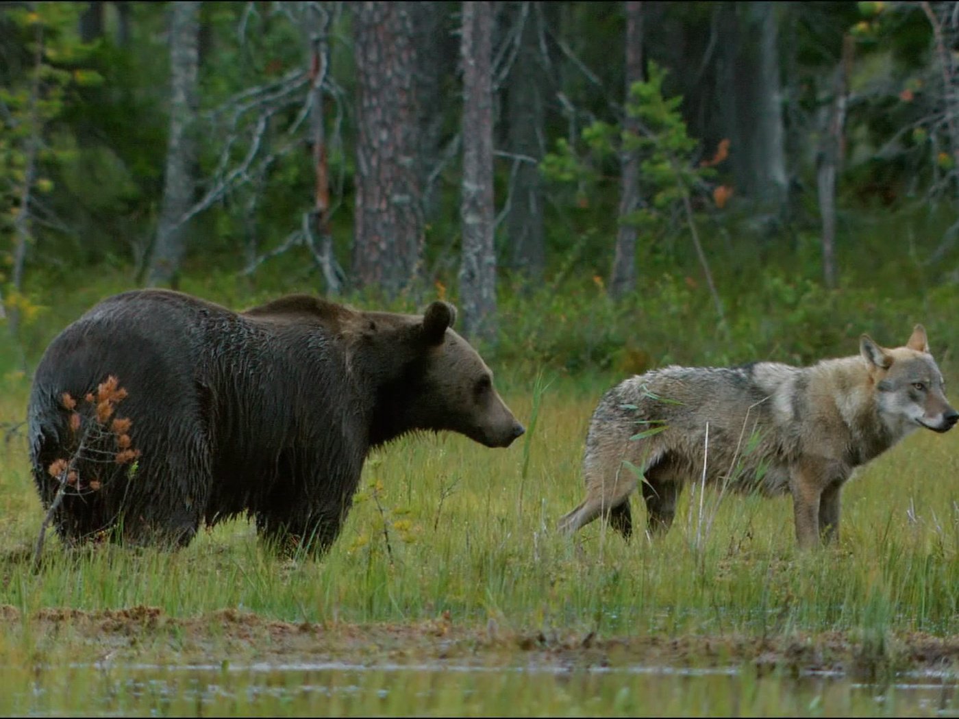 Обои трава, лес, животные, медведь, волк, grass, forest, animals, bear, wolf разрешение 1920x1080 Загрузить