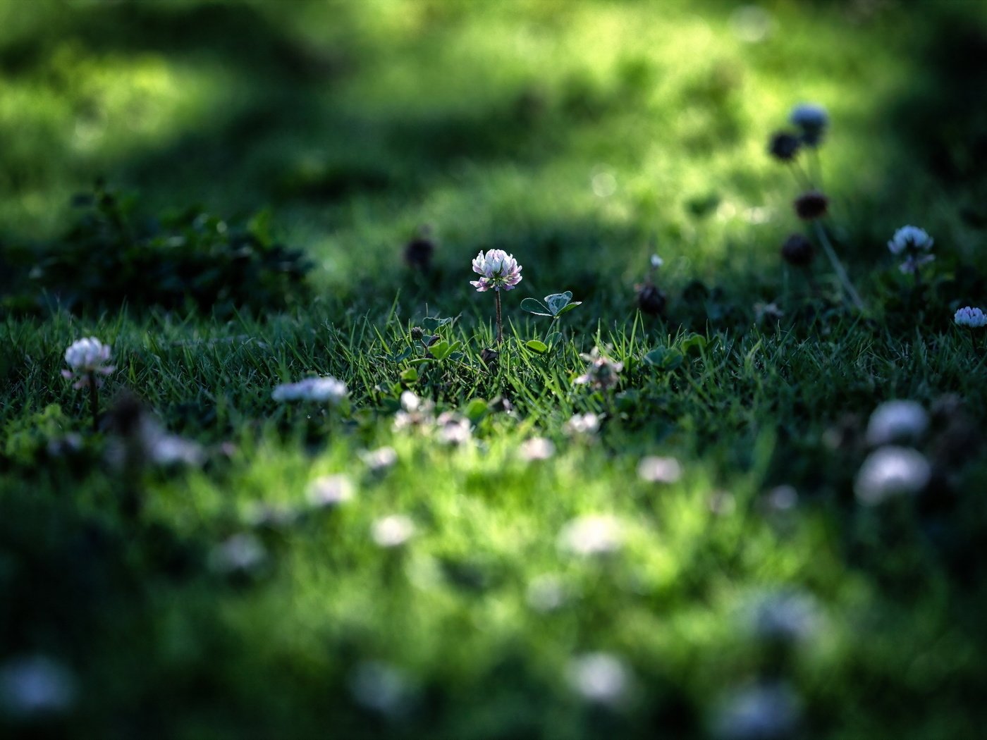 Обои цветы, трава, клевер, макро, лето, лужайка, flowers, grass, clover, macro, summer, lawn разрешение 2560x1600 Загрузить