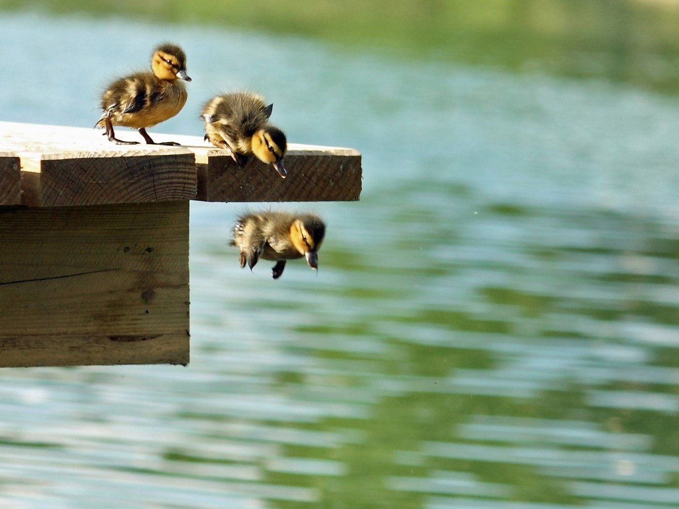 Обои вода, природа, причал, птицы, утята, утки, water, nature, pier, birds, ducklings, duck разрешение 1920x1200 Загрузить