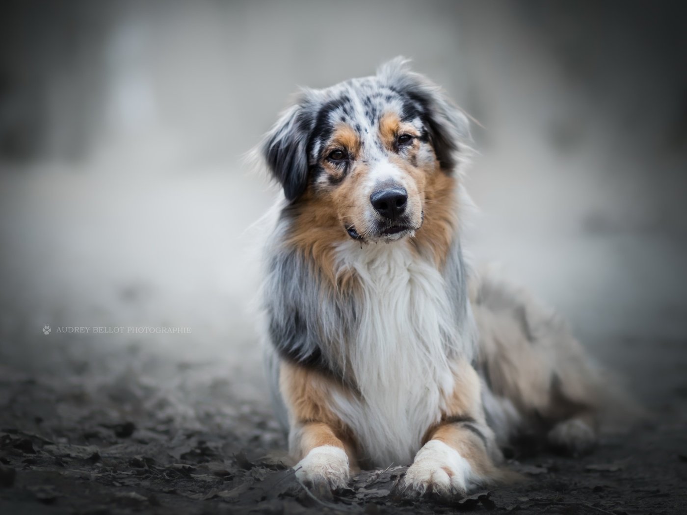 Обои взгляд, собака, австралийская овчарка, look, dog, australian shepherd разрешение 2560x1707 Загрузить