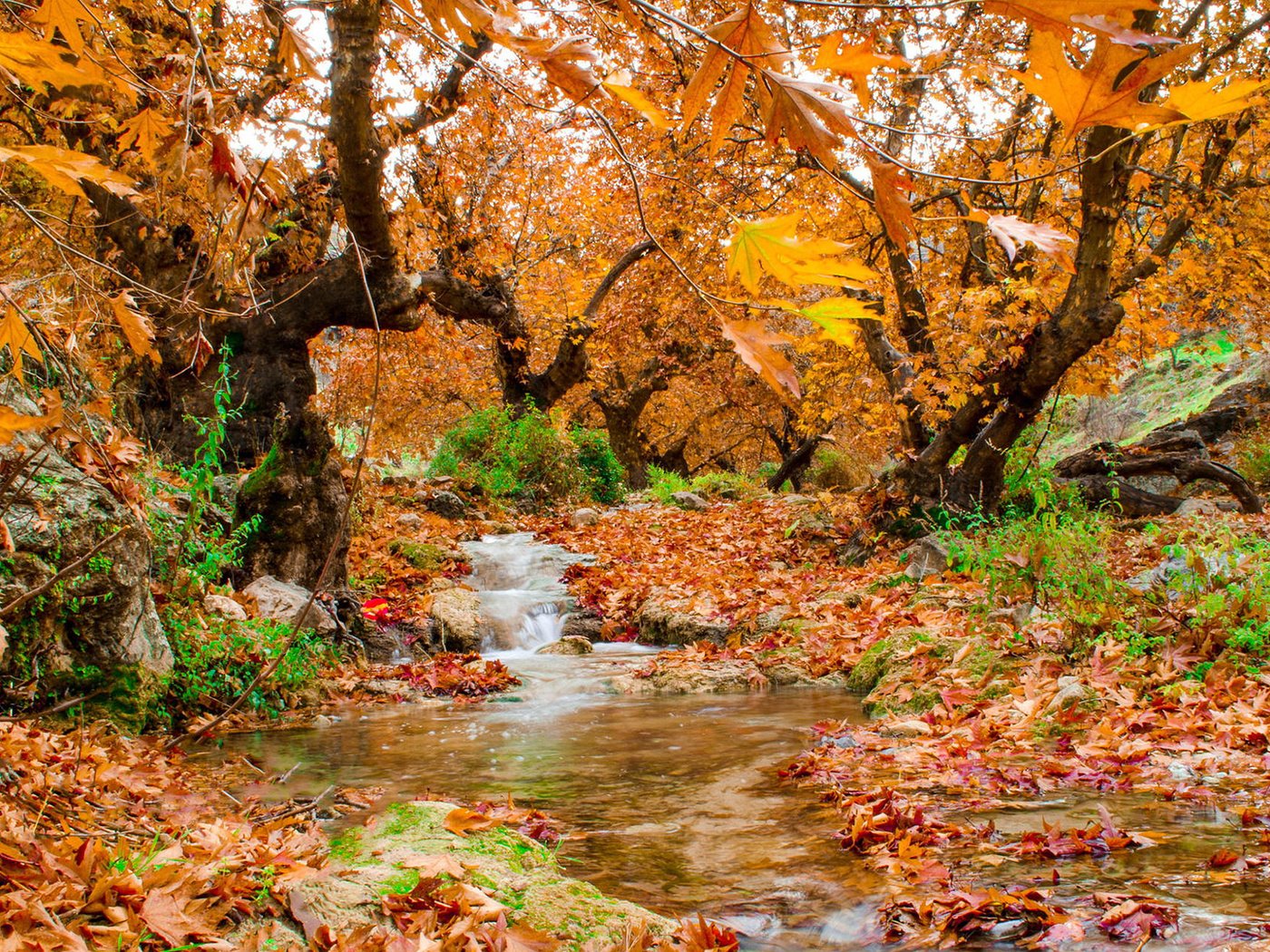 Обои деревья, природа, лес, листья, ручей, осень, trees, nature, forest, leaves, stream, autumn разрешение 1920x1200 Загрузить