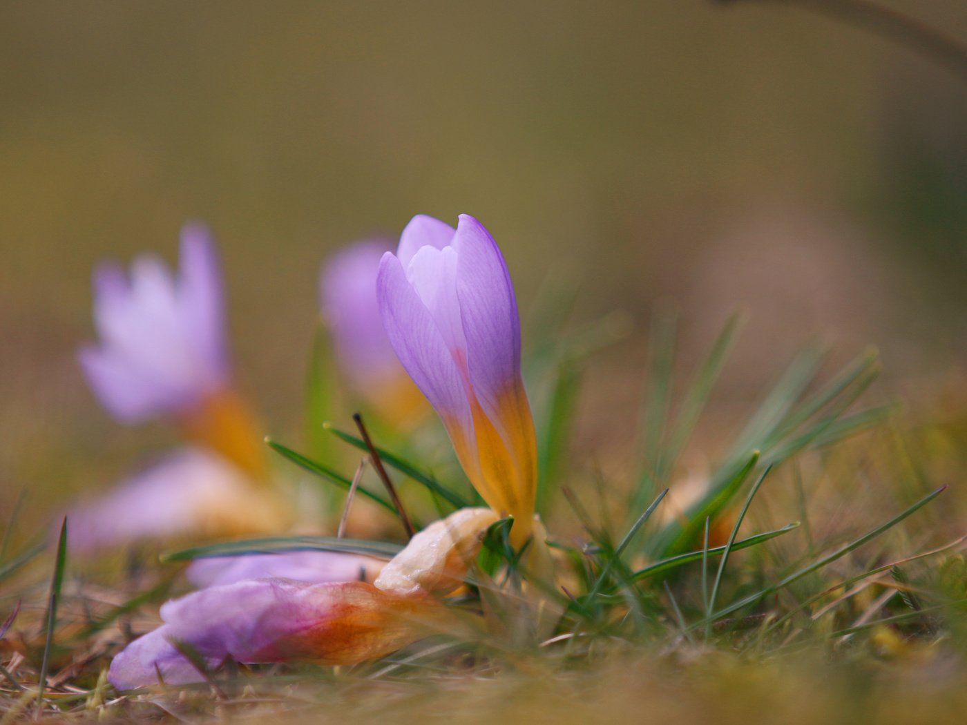 Обои цветы, трава, природа, размытость, весна, крокусы, flowers, grass, nature, blur, spring, crocuses разрешение 3840x2400 Загрузить