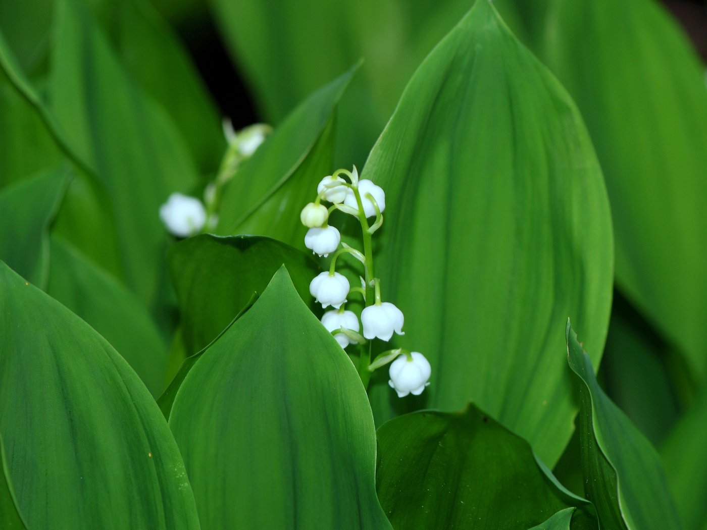 Обои цветы, листья, ландыши, весна, flowers, leaves, lilies of the valley, spring разрешение 3840x2400 Загрузить