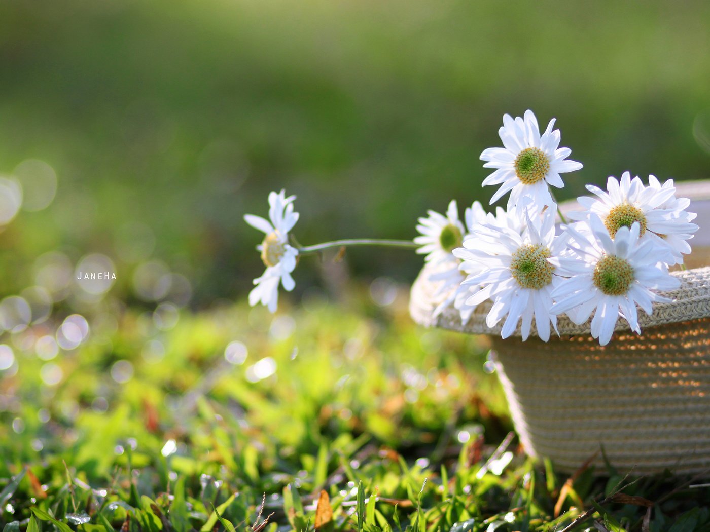 Обои цветы, трава, лепестки, ромашки, белые, шляпа, flowers, grass, petals, chamomile, white, hat разрешение 2560x1600 Загрузить