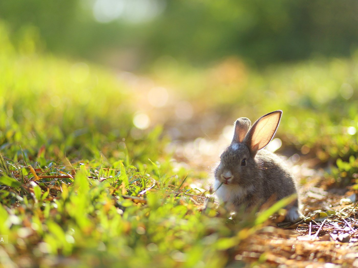 Обои трава, природа, ушки, кролик, заяц, зайчик, grass, nature, ears, rabbit, hare, bunny разрешение 2560x1600 Загрузить