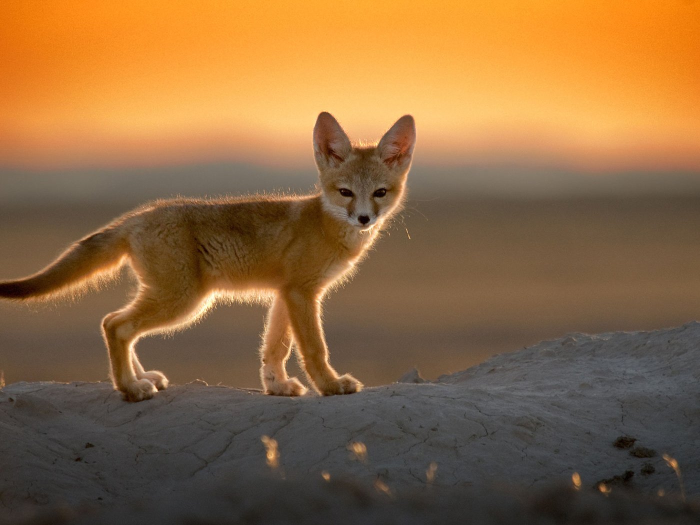 Обои закат, пустыня, лиса, фенек, лисица, уши, хвост, лисичка, sunset, desert, fox, fenech, ears, tail разрешение 1920x1200 Загрузить