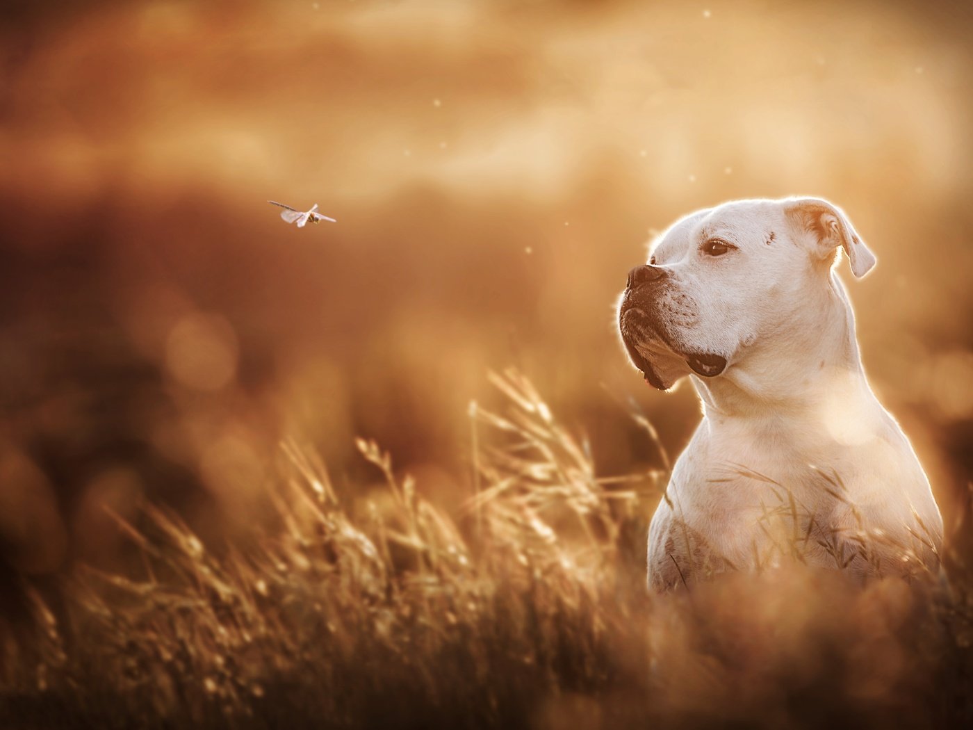 Обои белый, собака, стрекоза, боке, боксер, white, dog, dragonfly, bokeh, boxer разрешение 5479x3653 Загрузить