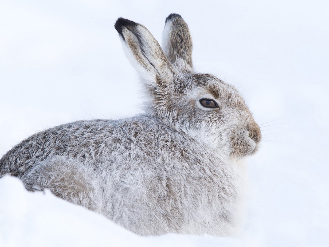 Обои снег, зима, кролик, холодно, заяц, прячется, грызун, snow, winter, rabbit, cold, hare, hiding, rodent разрешение 1920x1200 Загрузить