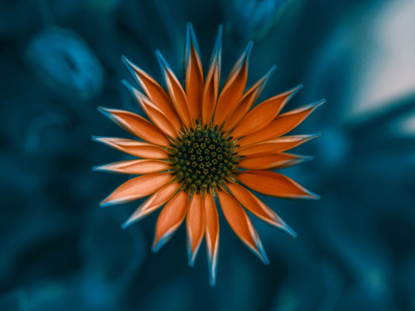 Обои цветок, лепестки, оранжевый, газания, flower, petals, orange, gazania разрешение 2000x1309 Загрузить