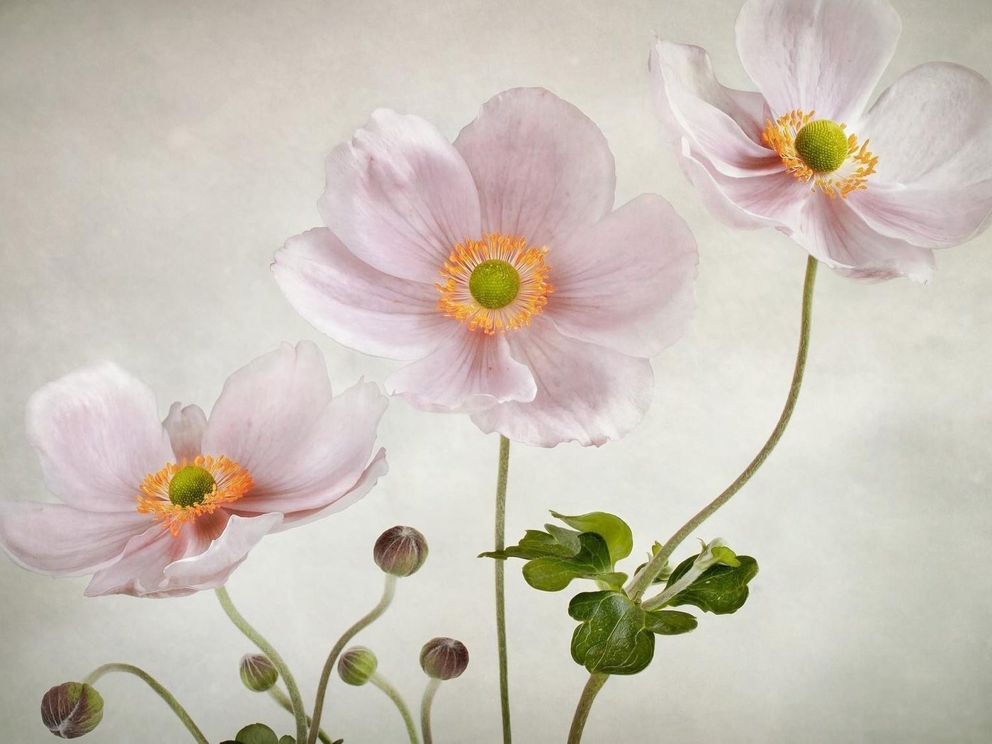 Обои цветы, фон, розовые, анемоны, flowers, background, pink, anemones разрешение 1920x1130 Загрузить