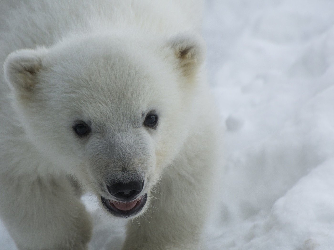Обои снег, взгляд, медведь, хищник, белый медведь, детеныш, медвежонок, snow, look, bear, predator, polar bear, cub разрешение 1920x1080 Загрузить
