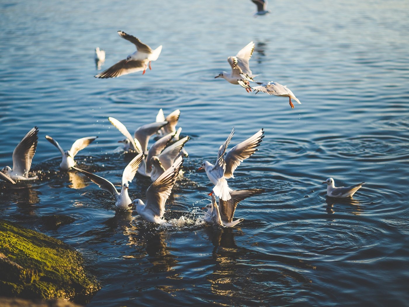 Обои вода, природа, море, крылья, птицы, чайки, water, nature, sea, wings, birds, seagulls разрешение 3840x2400 Загрузить