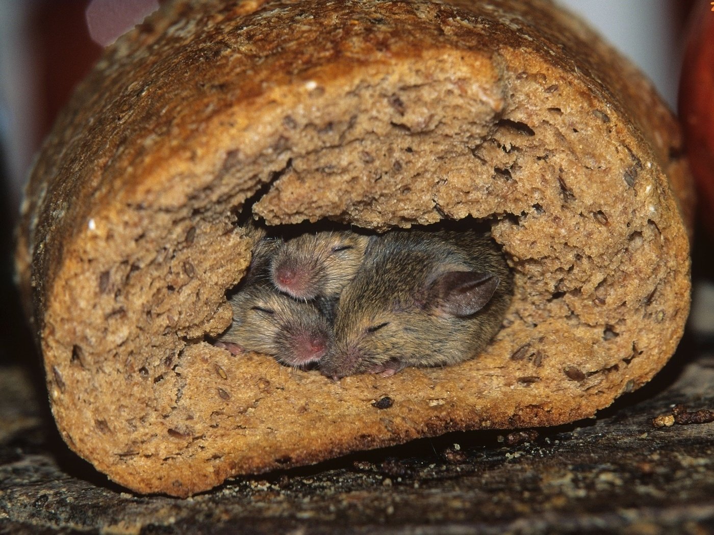 Обои сон, хлеб, мыши, мышки, sleep, bread, mouse разрешение 1920x1200 Загрузить