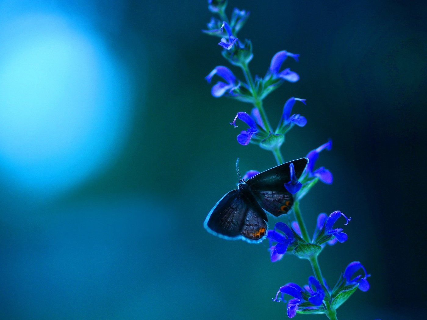 Обои макро, насекомое, фон, цветок, цвет, бабочка, крылья, macro, insect, background, flower, color, butterfly, wings разрешение 2560x1600 Загрузить