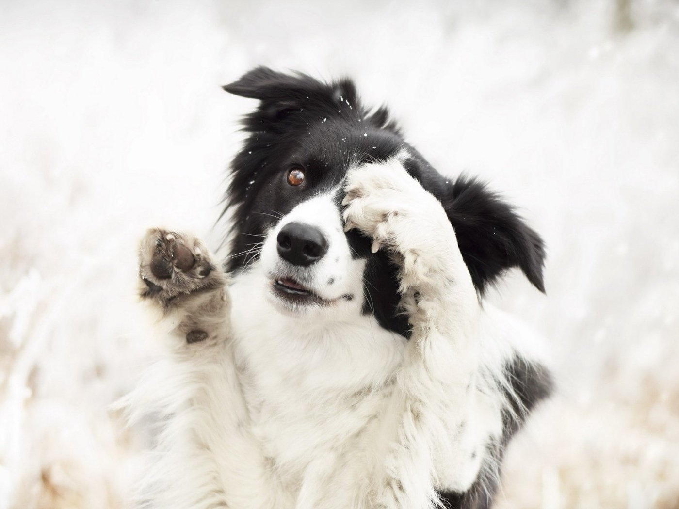 Обои природа, собака, животное, пес, лапки, бордер-колли, nature, dog, animal, legs, the border collie разрешение 1920x1080 Загрузить