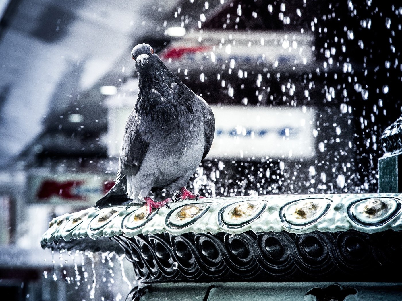 Обои снег, зима, город, птица, клюв, голубь, погода, snow, winter, the city, bird, beak, dove, weather разрешение 2560x1920 Загрузить